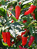 chilli_red_hot_fruit.jpg