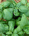 basil
