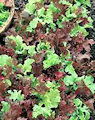 lettuce