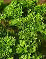 parsley