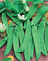 snowpea