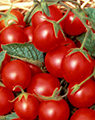 tomatocherry
