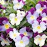 pansy_plentifall_violet_wing.jpg