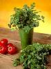 coriander.jpg
