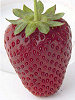 strawberry.jpg