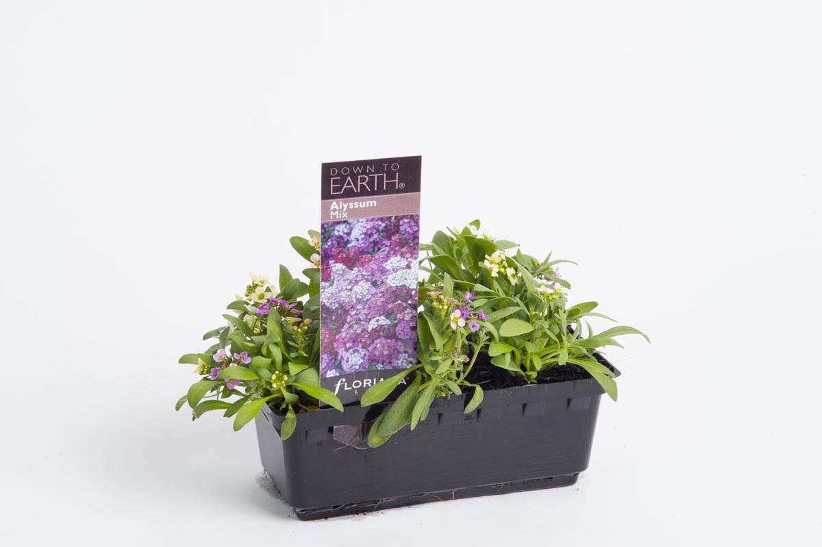 Alyssum Mix Alyssum Mix